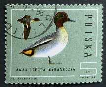 Čírka obecná